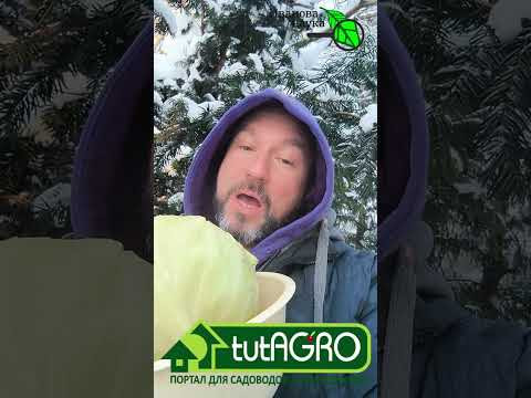 Никогда не выбрасывайте! Капуста на голубцы без отваривания. Овощи и мороз. Никогда не выбрасывайте! Капуста на голубцы без отваривания. Овощи и мороз.