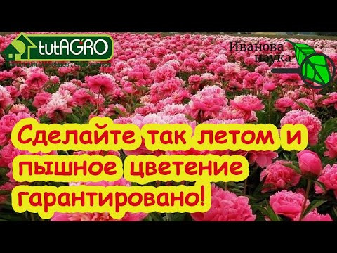 3 ШАГА К ПЫШНОМУ ЦВЕТЕНИЮ ПИОНА: вот что надо сделать летом.