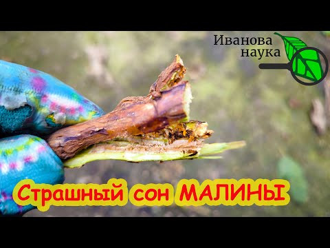 ОСМОТРИТЕ ДАЖЕ ПО СНЕГУ и СРОЧНО ВЫРЕЖЬТЕ ТАКИЕ ВЕТКИ! Страшный сон МАЛИНЫ. Обработки не нужны. ОСМОТРИТЕ ДАЖЕ ПО СНЕГУ и СРОЧНО ВЫРЕЖЬТЕ ТАКИЕ ВЕТКИ! Страшный сон МАЛИНЫ. Обработки не нужны.