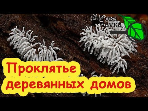 НАПАДАЕТ и РАЗЪЕДАЕТ: ДОМ ПРЕВРАЩАЕТСЯ В ТРУХУ ЗА 10 ЛЕТ! Это самое главное в борьбе. Домовой гриб.
