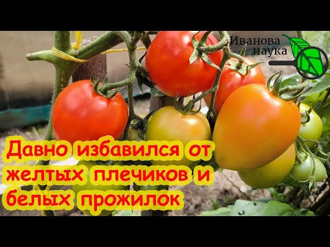 ЖЕЛТЫХ ПЛЕЧИКОВ и БЕЛОЙ СЕРЕДИНЫ на томатах НЕ БУДЕТ, если воспользуетесь моим советом.