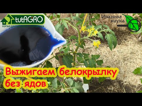 ПРЕДУПРЕДИТЕ СОСЕДЕЙ: вся белокрылка улетит к ним пулей!!! Этот раствор изгоняет белокрылку НАВСЕГДА ПРЕДУПРЕДИТЕ СОСЕДЕЙ: вся белокрылка улетит к ним пулей!!! Этот раствор изгоняет белокрылку НАВСЕГДА