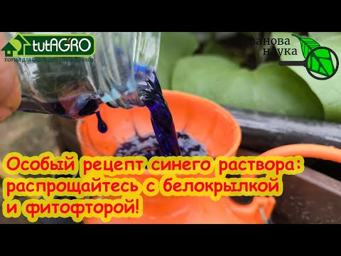 РАСПРОЩАЙТЕСЬ С ФИТОФТОРОЙ и ЖЕЛТЫМИ ЛИСТЬЯМИ ОГУРЦА: СИНИЙ РАСТВОР своими руками. РАСПРОЩАЙТЕСЬ С ФИТОФТОРОЙ и ЖЕЛТЫМИ ЛИСТЬЯМИ ОГУРЦА: СИНИЙ РАСТВОР своими руками.