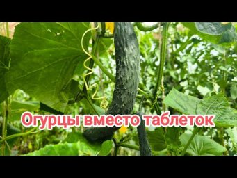 ЧТО БУДЕТ С ОРГАНИЗМОМ, ЕСЛИ ЕСТЬ ОГУРЦЫ КАЖДЫЙ ДЕНЬ. Польза и вред огурцов. Огурцы вместо таблеток.