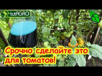 ПОЯВИЛИСЬ ПЯТНА НА ЛИСТЬЯХ ТОМАТА? Немедленно удалите эти листья и дайте томатам этот раствор!
