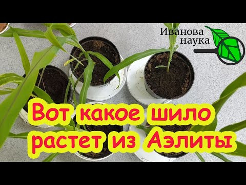СКАНДАЛЬНЫЙ ВЫПУСК: АЭЛИТА, НЕ ПРИСТАВАЙ К МУЖЧИНЕ! Сперва подрасти. На обиженках  далеко не уедешь.