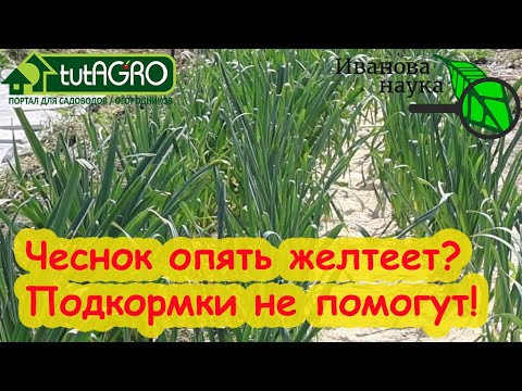 КРАСНЫЙ УРОВЕНЬ! ЧЕСНОК ЖЕЛТЕЕТ ВЕСНОЙ: ЧТО ДЕЛАТЬ? От этих желтых листьев подкормки не помогут! КРАСНЫЙ УРОВЕНЬ! ЧЕСНОК ЖЕЛТЕЕТ ВЕСНОЙ: ЧТО ДЕЛАТЬ? От этих желтых листьев подкормки не помогут!