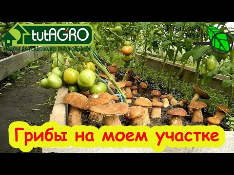 В лес ходить не надо: секреты выращивания лесных грибов прямо в огороде. От пня до урожая. В лес ходить не надо: секреты выращивания лесных грибов прямо в огороде. От пня до урожая.