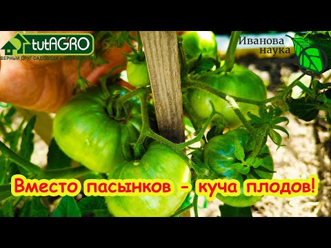 В 100 раз БОЛЬШЕ урожая! ТОМАТЫ и ПЕРЦЫ ПРОСТО ВЛЮБЛЕНЫ В ЭТУ ПОДКОРМКУ! Вместо пасынков - плоды! В 100 раз БОЛЬШЕ урожая! ТОМАТЫ и ПЕРЦЫ ПРОСТО ВЛЮБЛЕНЫ В ЭТУ ПОДКОРМКУ! Вместо пасынков - плоды!