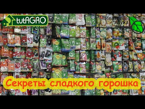 СЛАДКИЙ ЗЕЛЁНЫЙ ГОРОШЕК НА ВСЁ ЛЕТО и без последствий! Лакомство для детей и взрослых. СЛАДКИЙ ЗЕЛЁНЫЙ ГОРОШЕК НА ВСЁ ЛЕТО и без последствий! Лакомство для детей и взрослых.