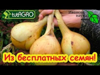 СЕМЕНА БЕСПЛАТНО! Как получить семена лука, не тратя ни рубля. Хватит ТРАТИТЬ деньги!