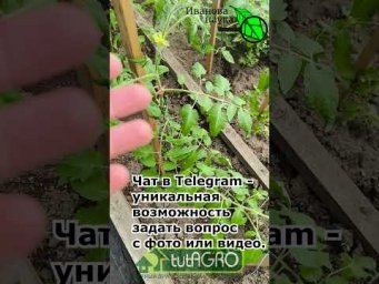 Чем обработать томаты, перцы, огурцы? Копеечное средство лучше дорогих препаратов. Копеечный порошок