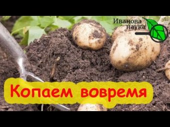 КОГДА КОПАТЬ КАРТОФЕЛЬ В 2024 ГОДУ. Сроки выкопки картофеля при заражении фитофторозом.