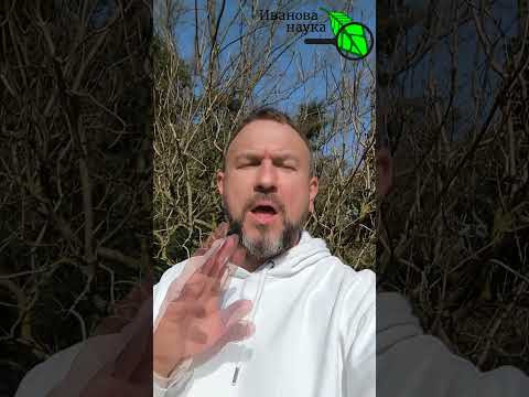ОБЯЗАТЕЛЬНАЯ ПЕРВАЯ ОБРАБОТКА САДА за копейки! Не купорос и не мочевина: чем обработать сад весной. ОБЯЗАТЕЛЬНАЯ ПЕРВАЯ ОБРАБОТКА САДА за копейки! Не купорос и не мочевина: чем обработать сад весной.