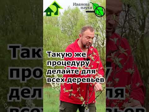 Сад будет плодоносить долго и богато. #иванованаука #сад #огород Сад будет плодоносить долго и богато. #иванованаука #сад #огород