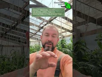 СКИПИДАР В ТЕПЛИЦЕ?! Зачем умные дачники скупают его литрами! Белокрылку, клеща и моль выгоним!