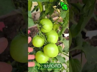 ОПЫТ ПЕРЕДОВЫХ ХОЗЯЙСТВ: как продлить культуру томата в теплице до морозов.