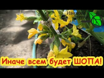 ЧУДО-ОГУРЦЫ СВОИМИ РУКАМИ! Откуда берутся партенокарпические огурцы? F1, ГМО и партенокарпики.
