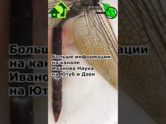 СТРЕКОЗА ПРОТИВ БЕЛОКРЫЛКИ. Научная пятница: где найти боверию (или это что-то другое).