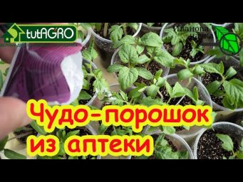 ПРОСРОЧКА ИЗ АПТЕКИ ТВОРИТ ЧУДЕСА С РАССАДОЙ! Просто растворите этот порошок и сразу увидите эффект!