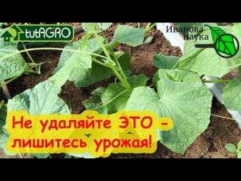 НЕ УДАЛЯЙТЕ ЛИСТЬЯ НА ТОМАТАХ, пока не посмотрите это видео! Не совершайте досадную ошибку!