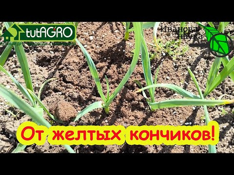ЖЕЛТЕЕТ ЧЕСНОК? Сделайте одну простую вещь и он снова станет зелёным! Процедура от желтых кончиков. ЖЕЛТЕЕТ ЧЕСНОК? Сделайте одну простую вещь и он снова станет зелёным! Процедура от желтых кончиков.