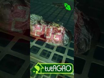 САМЫЙ ВКУСНЫЙ и ПОЛЕЗНЫЙ ЧЕСНОК ГОТОВЛЮ ИМЕННО ТАК!