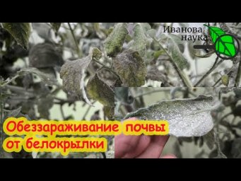 ОБРАБОТКА ТЕПЛИЦЫ ПОСЛЕ БЕЛОКРЫЛКИ и ТЛИ. Как обеззаразить теплицу от вредителей.