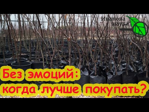 КОГДА ЛУЧШЕ ПОКУПАТЬ САЖЕНЦЫ ДЛЯ ЗАКЛАДКИ САДА: ВЕСНОЙ или ОСЕНЬЮ?