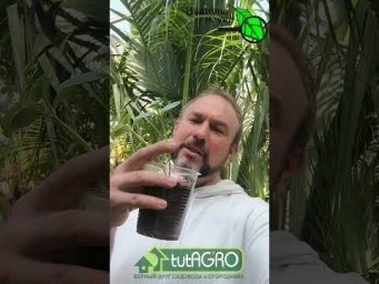ОГУРЦЫ растут как сумасшедшие! 