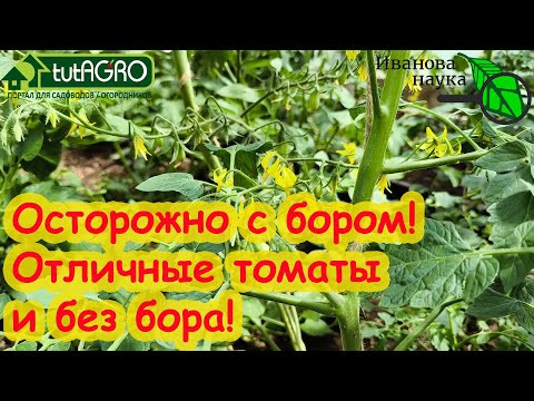 ХВАТИТ БОРА! Вот когда БОР вообще не нужен! Сколько бора нужно томатам и нужно ли? ХВАТИТ БОРА! Вот когда БОР вообще не нужен! Сколько бора нужно томатам и нужно ли?
