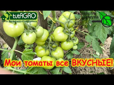 ЛЕЧЕНИЕ БЕЛЫХ ПРОЖИЛОК У ПЛОДОВ ТОМАТА. Все томаты будут очень вкусные! Просто сделайте так, как я. ЛЕЧЕНИЕ БЕЛЫХ ПРОЖИЛОК У ПЛОДОВ ТОМАТА. Все томаты будут очень вкусные! Просто сделайте так, как я.