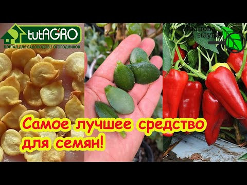 Торпеда для СЕМЯН СВОИМИ РУКАМИ: взрыв прорастания! Как разбудить любые семена? Активатор всхожести!