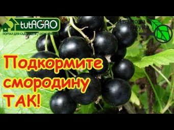 ЯГОДНЫЙ БУМ: лучшая подкормка смородины и других кустов БЕЗ МИНЕРАЛЬНЫХ УДОБРЕНИЙ. Урожай будущего!