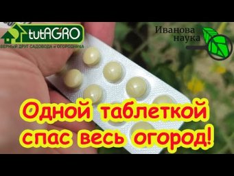 ОДНОЙ ТАБЛЕТКОЙ СПАС ВЕСЬ ОГОРОД! Кладоспориоз и другие болезни томата и огурца УНИЧТОЖЕНЫ!