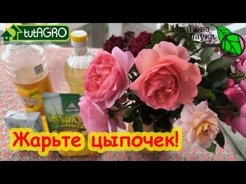 НА КАКОМ МАСЛЕ ЖАРИТЬ ОВОЩИ, ЯЙЦА, МЯСО и РЫБУ?