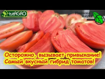 ТОП-3 вкусных и беспроблемных ГИБРИДА томатов, которые вкуснее СТАРЫХ СОРТОВ! Наслаждение вкусом!