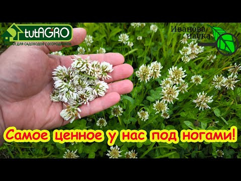 РАСТЕТ ПОД НОГАМИ, спасает от тромбов и болей в суставах, снижает холестерин, нормализует давление. РАСТЕТ ПОД НОГАМИ, спасает от тромбов и болей в суставах, снижает холестерин, нормализует давление.
