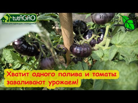 Один полив и томаты ЗАВАЛИВАЮТ урожаем! ПРОСТО ПРЕКРАТИТЕ БЕЗДУМНО КОРМИТЬ ТОМАТЫ КАЛЬЦИЕМ! Один полив и томаты ЗАВАЛИВАЮТ урожаем! ПРОСТО ПРЕКРАТИТЕ БЕЗДУМНО КОРМИТЬ ТОМАТЫ КАЛЬЦИЕМ!