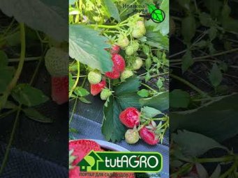 Домашняя клубника &mdash; лучшее лакомство в мире!  Согласны? Лайк!