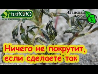 НЕ ТОРОПИТЕСЬ С ПОСАДКОЙ! Эта рассада самая теплолюбивая!