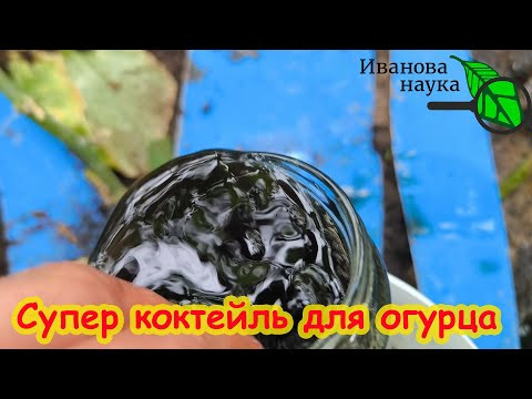 Кормлю огурцы 1 раз в 2 недели и каждый день нарастает обильный урожай! Оживляющий Супер коктейль. Кормлю огурцы 1 раз в 2 недели и каждый день нарастает обильный урожай! Оживляющий Супер коктейль.