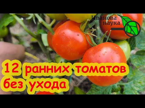 12: САМЫЕ НЕПРИХОТЛИВЫЕ ТОМАТЫ НЕ БОЯТСЯ ФИТОФТОРЫ. Томаты посадил и забыл. Ранние уличные томаты. 12: САМЫЕ НЕПРИХОТЛИВЫЕ ТОМАТЫ НЕ БОЯТСЯ ФИТОФТОРЫ. Томаты посадил и забыл. Ранние уличные томаты.