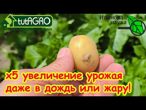 КАРТОФЕЛЯ БОЛЬШЕ В 5 РАЗ! Обязательная обработка картофеля в ИЮЛЕ! Как получить больше картофеля? КАРТОФЕЛЯ БОЛЬШЕ В 5 РАЗ! Обязательная обработка картофеля в ИЮЛЕ! Как получить больше картофеля?