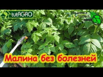 ЭТА ОБРАБОТКА МАЛИНЫ ИЗБАВИТ ДАЖЕ ОТ САМЫХ СТРАШНЫХ БОЛЕЗНЕЙ. Просто сделайте ее и наслаждайтесь.