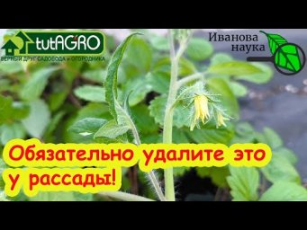 СЕКРЕТ ВЫСАДКИ ПЕРЕРОСШЕЙ РАССАДЫ. Обязательно удалите это у томата, перца, баклажана и даже огурца.