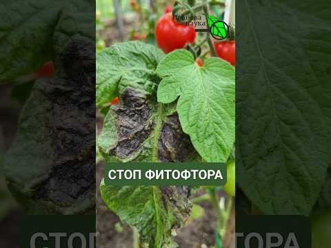 ФИТОФТОРА СЪЕСТ УРОЖАЙ ЗА НОЧЬ! Простое способ, о котором забывают дачники.