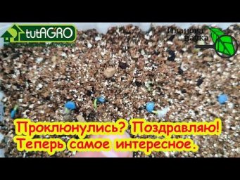 ПЕРЦЫ проклюнулись! Срочно сделайте ЭТО, чтобы не загубить рассаду. Что надо делать прямо сейчас.