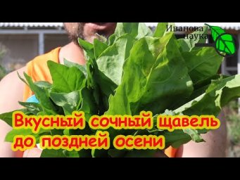 КАК ВЫРАСТИТЬ ВКУСНЫЙ СОЧНЫЙ ЩАВЕЛЬ. Без дырок, без болезней, без пятен.