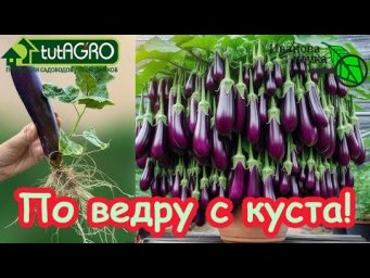 ПО ВЕДРУ С КУСТА! Баклажан ЗАВАЛИТ урожаем, если вырастить рассаду этим способом.